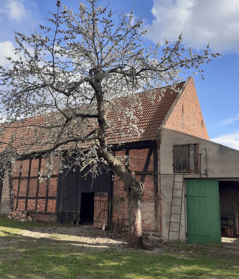 Cherry blossom in the courtyard